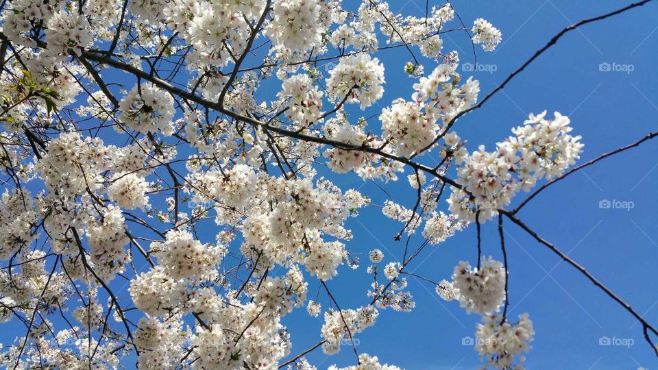 Cherry Blossom branch