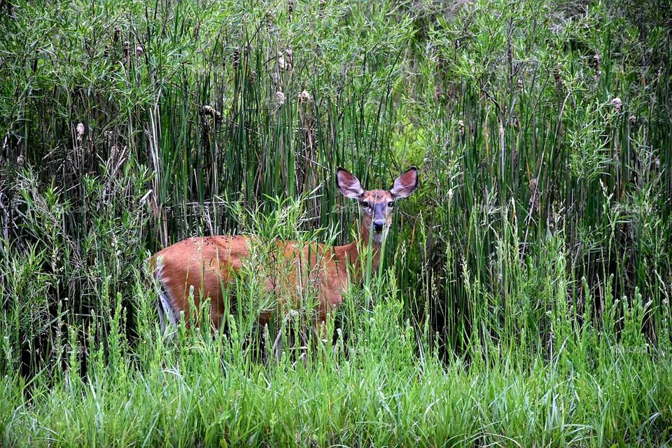 Deer in the brush.