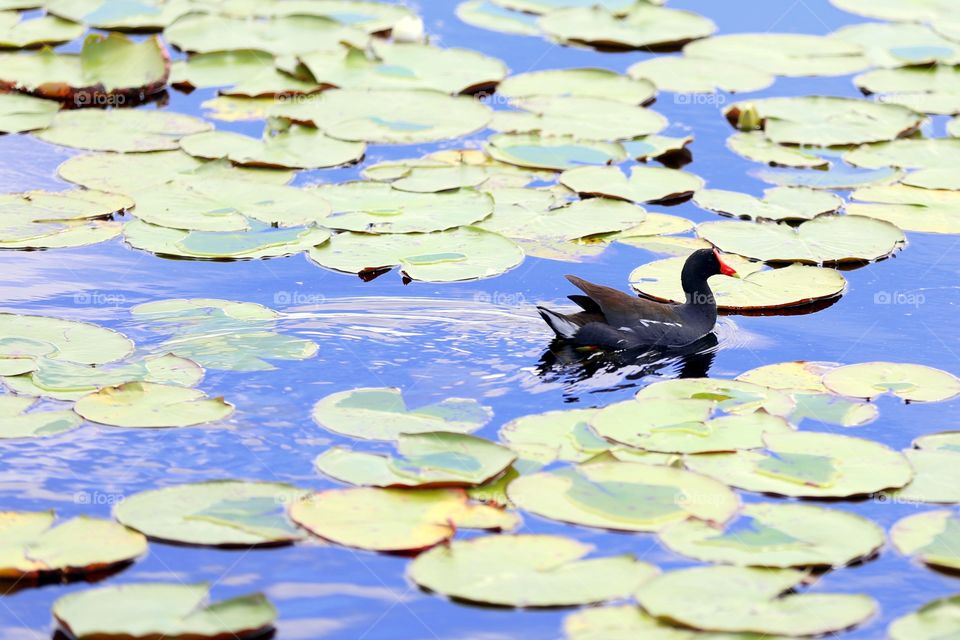 Water Lilies and the Red Beak. Red Beak was slowly coasting through the lilies on the pond. 