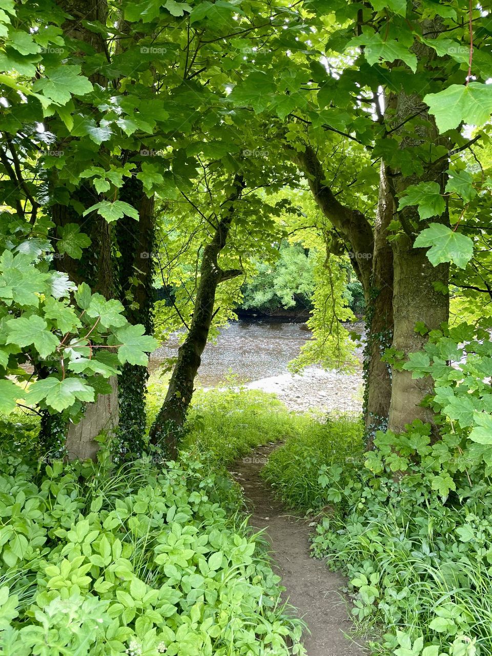 Lots of June rain has made the riverbank a mass of green 💚