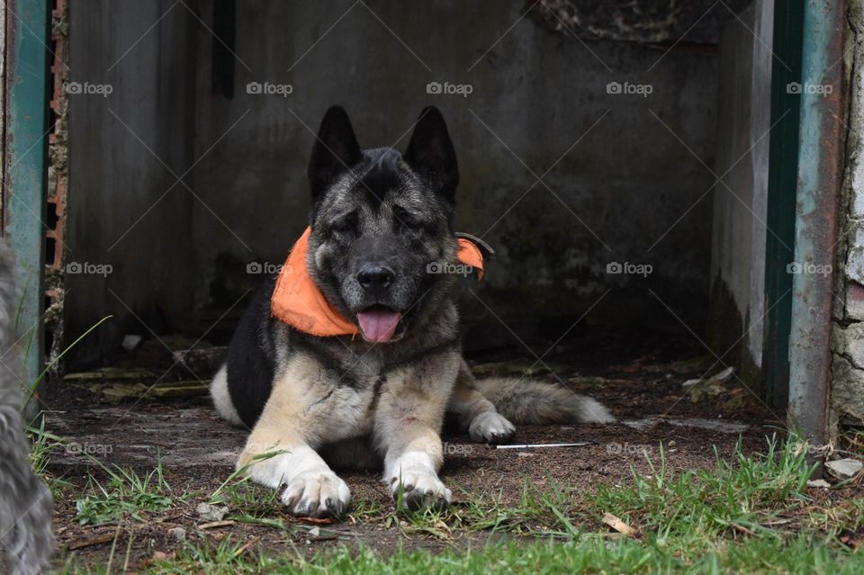 Akita dog 