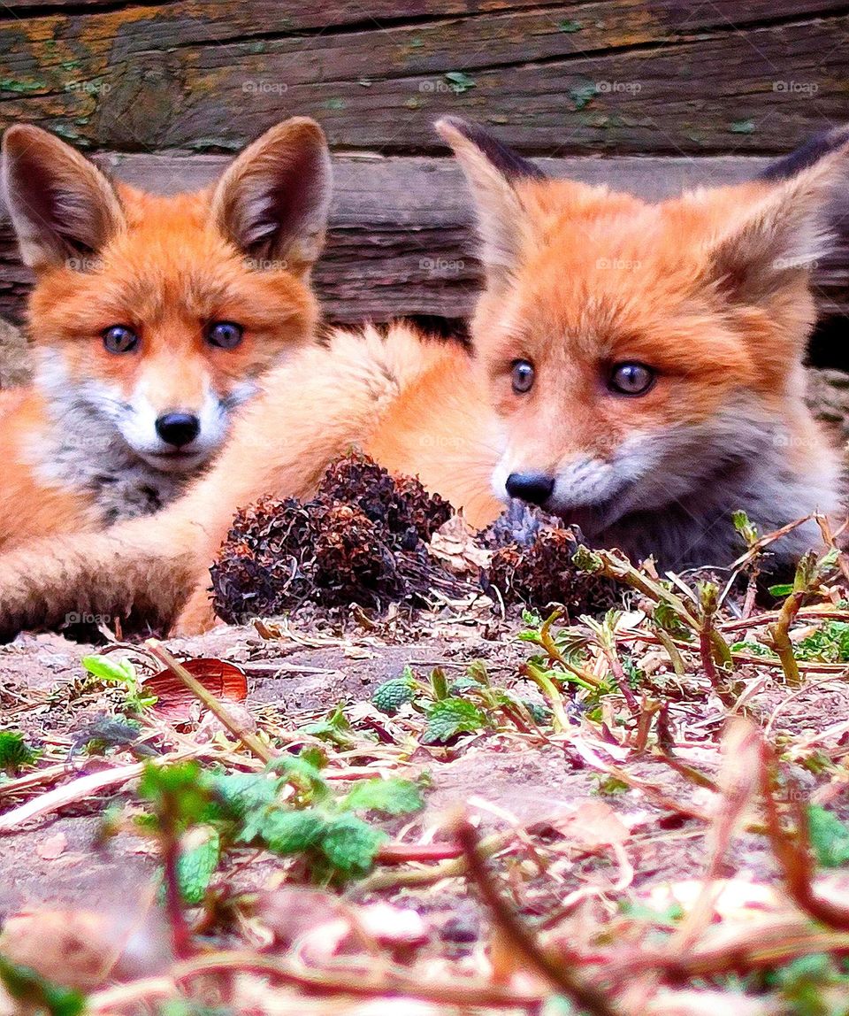 Two red little foxes are resting on the grass near an abandoned wooden house
