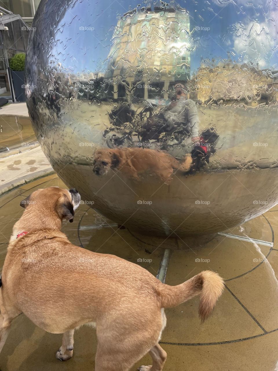 Sphere Dog