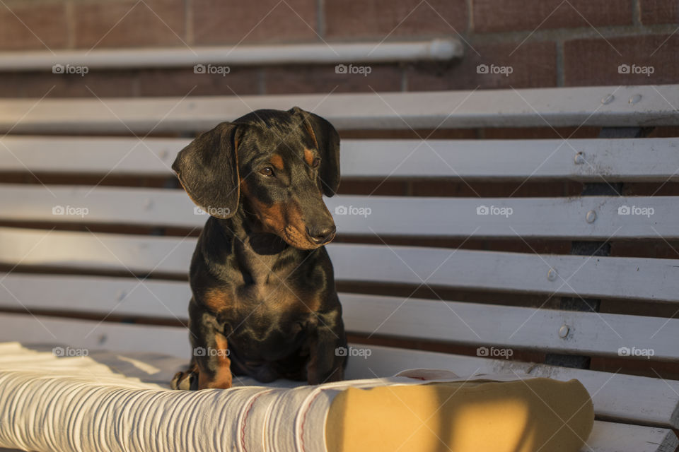 black dachshund sitting under chair