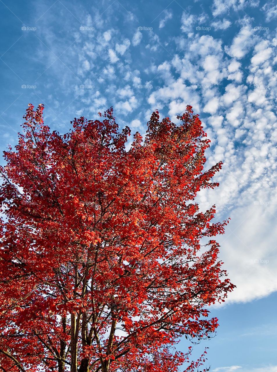 Tree with red leaves on the blue sky background 