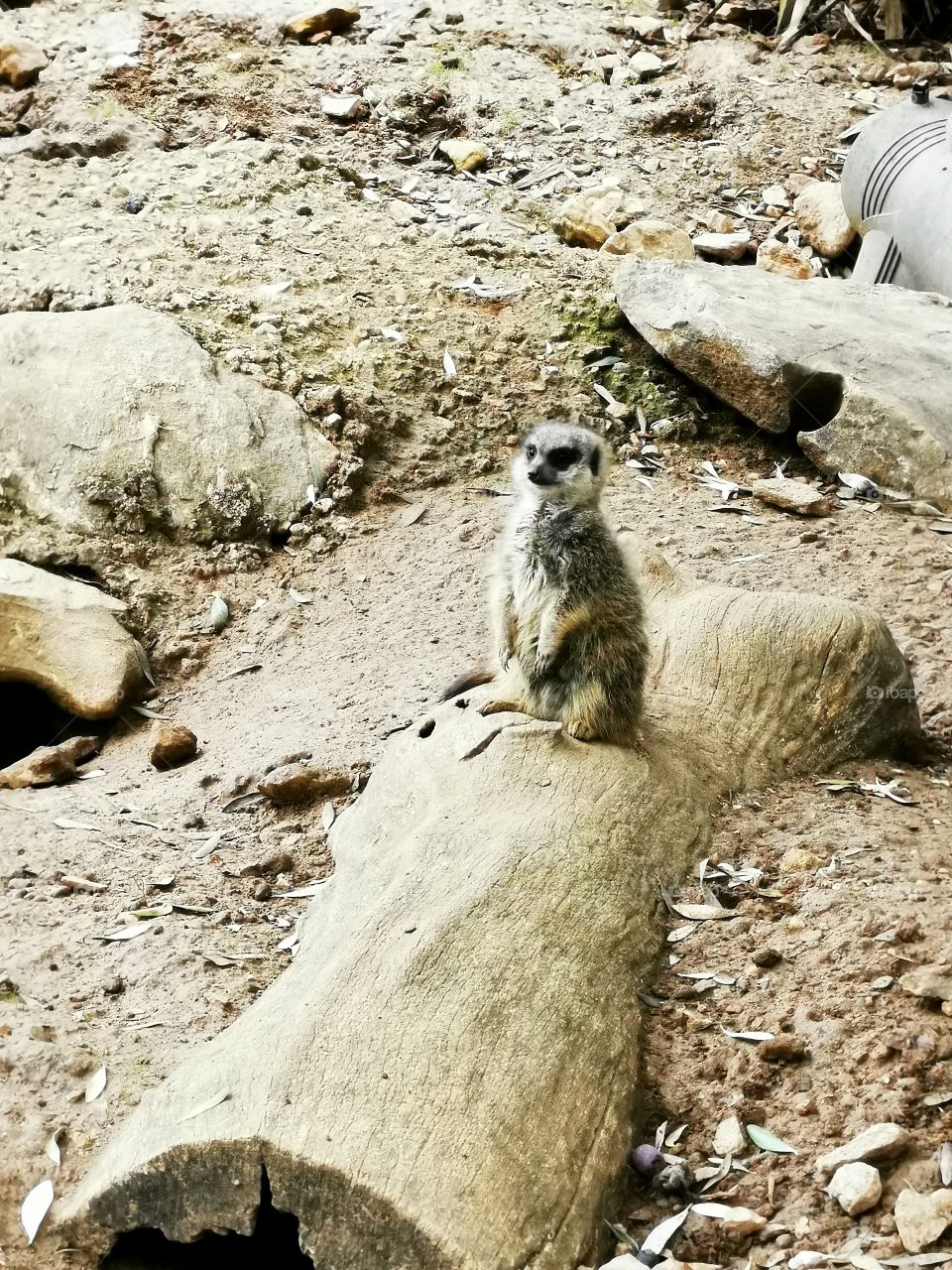 Meerkat