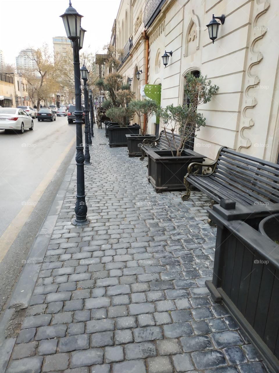 Olive tree on the street