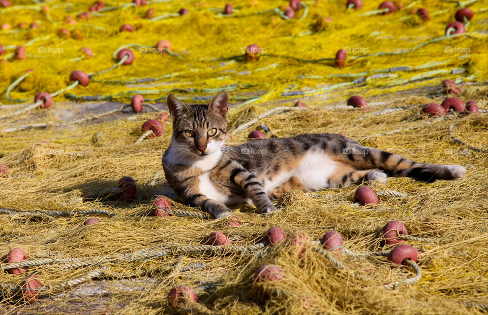 Close-up of cat lying on fishing net