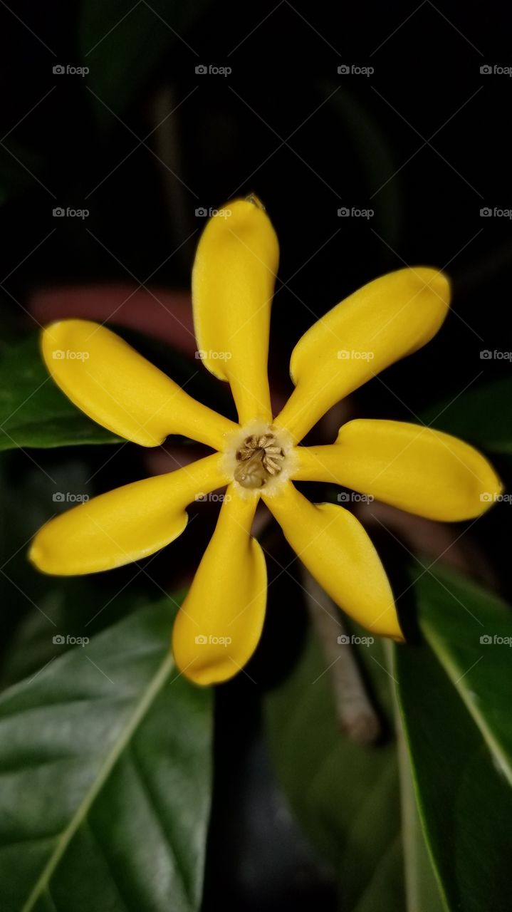 Beautifully fragrant golden gardenia