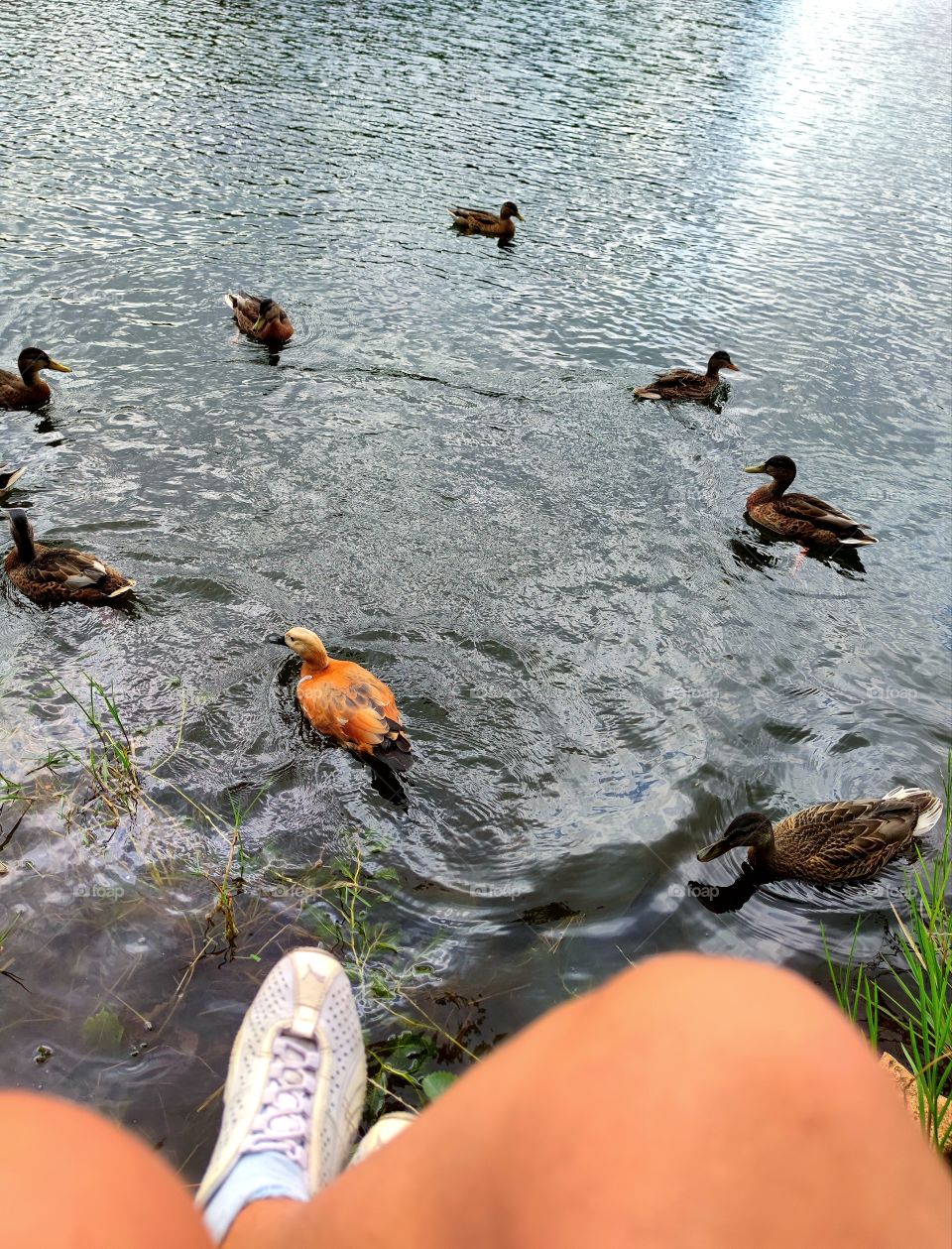Human legs.  Below is a river with floating ducks.  Ducks are waiting for food