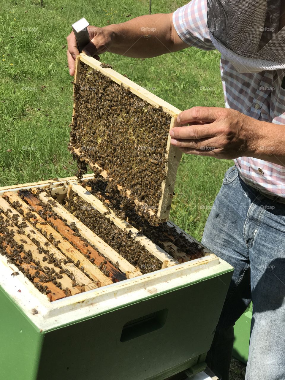 Honig Erntezeit. Der Bienenstock wird kontrolliert.