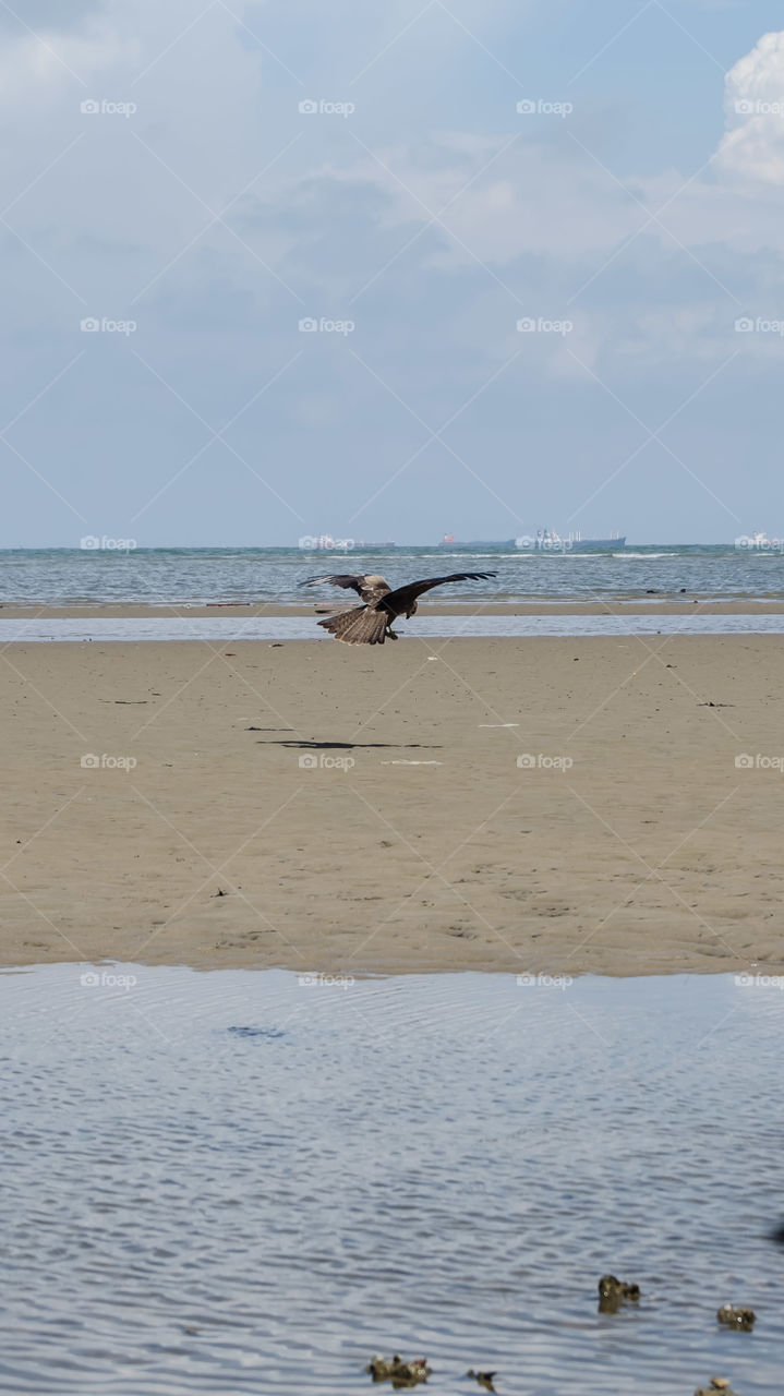 eagles look for prey on the beach