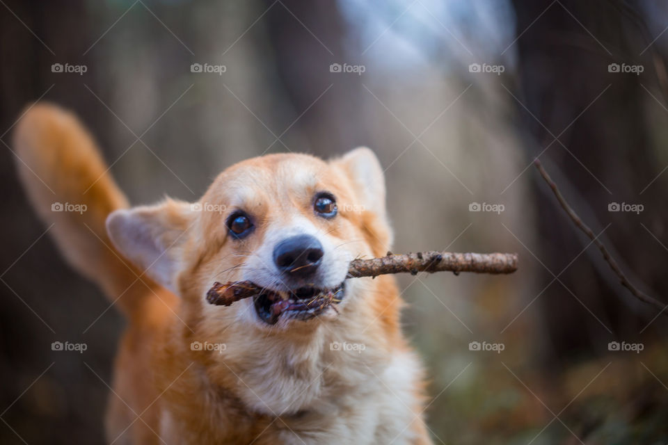 Welsh corgi pembroke in autumn park 