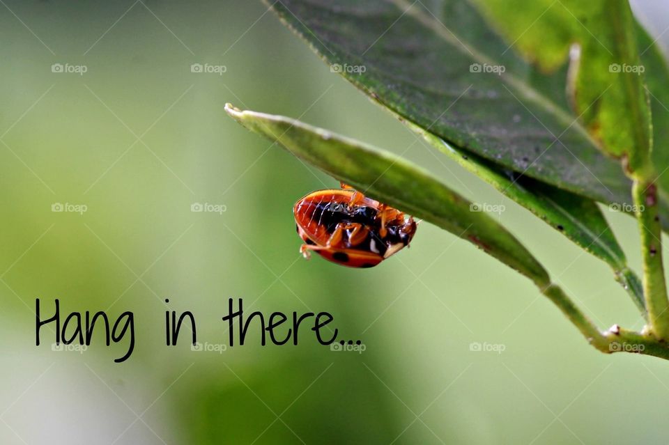 Inspirational ladybug