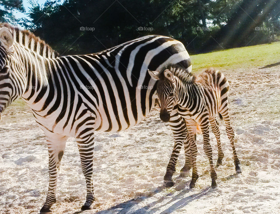 Zebra Family. A mother and child Zebra.