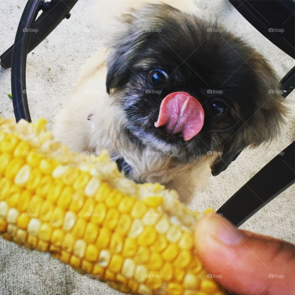 Corn Dog 