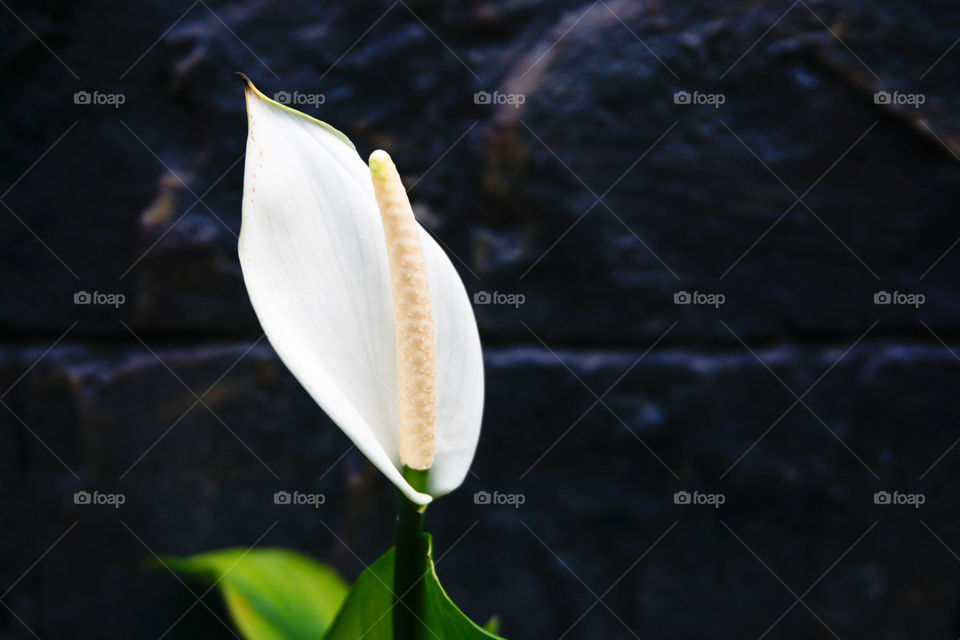 anthurium or flamingo white flower