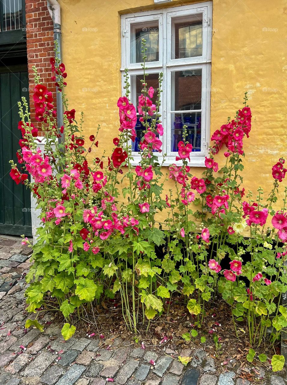 hollyhocks in front of the house