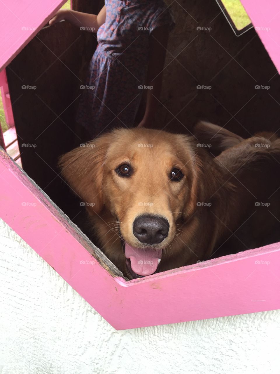 My kids were playing at the park with the dog. They decided she needed to be inside this little house and was very happy to be with the kids!