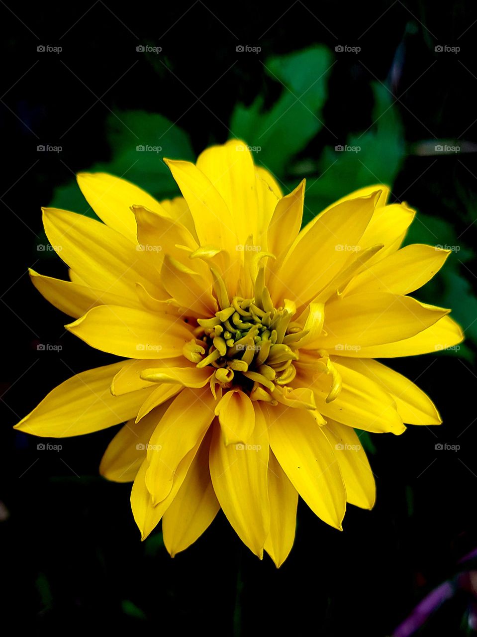 a little sun in the haystack