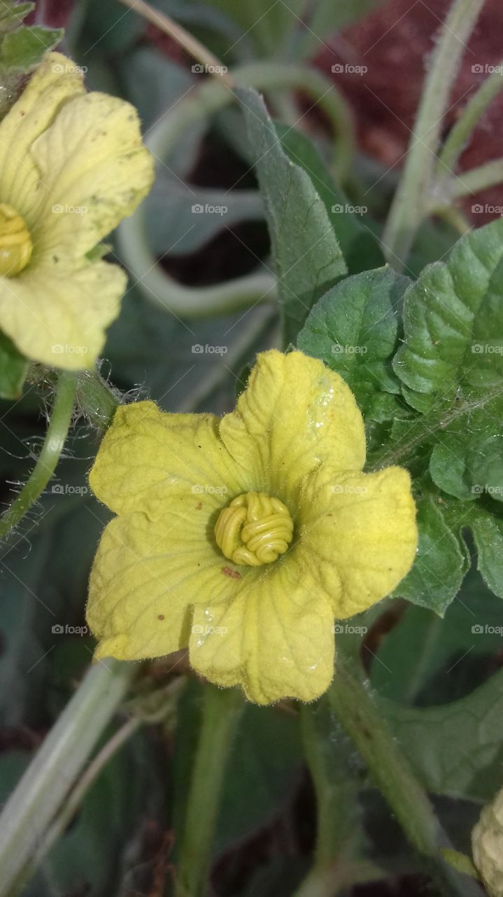 yellow flower