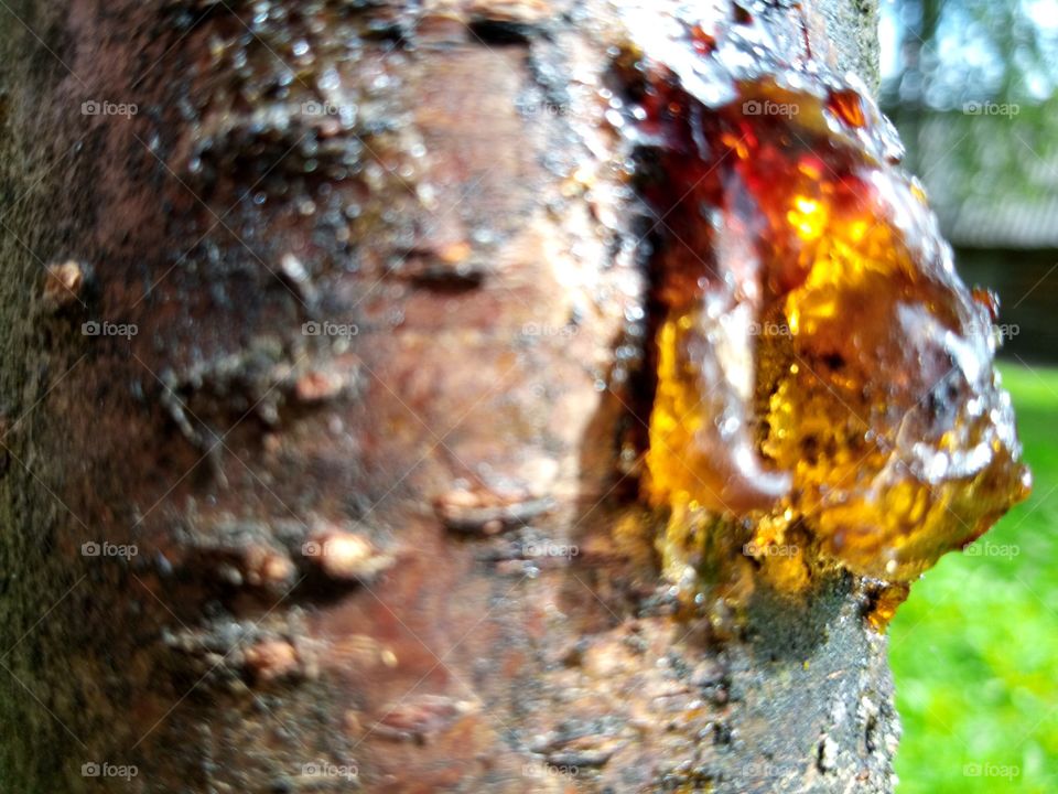 дерево плачет