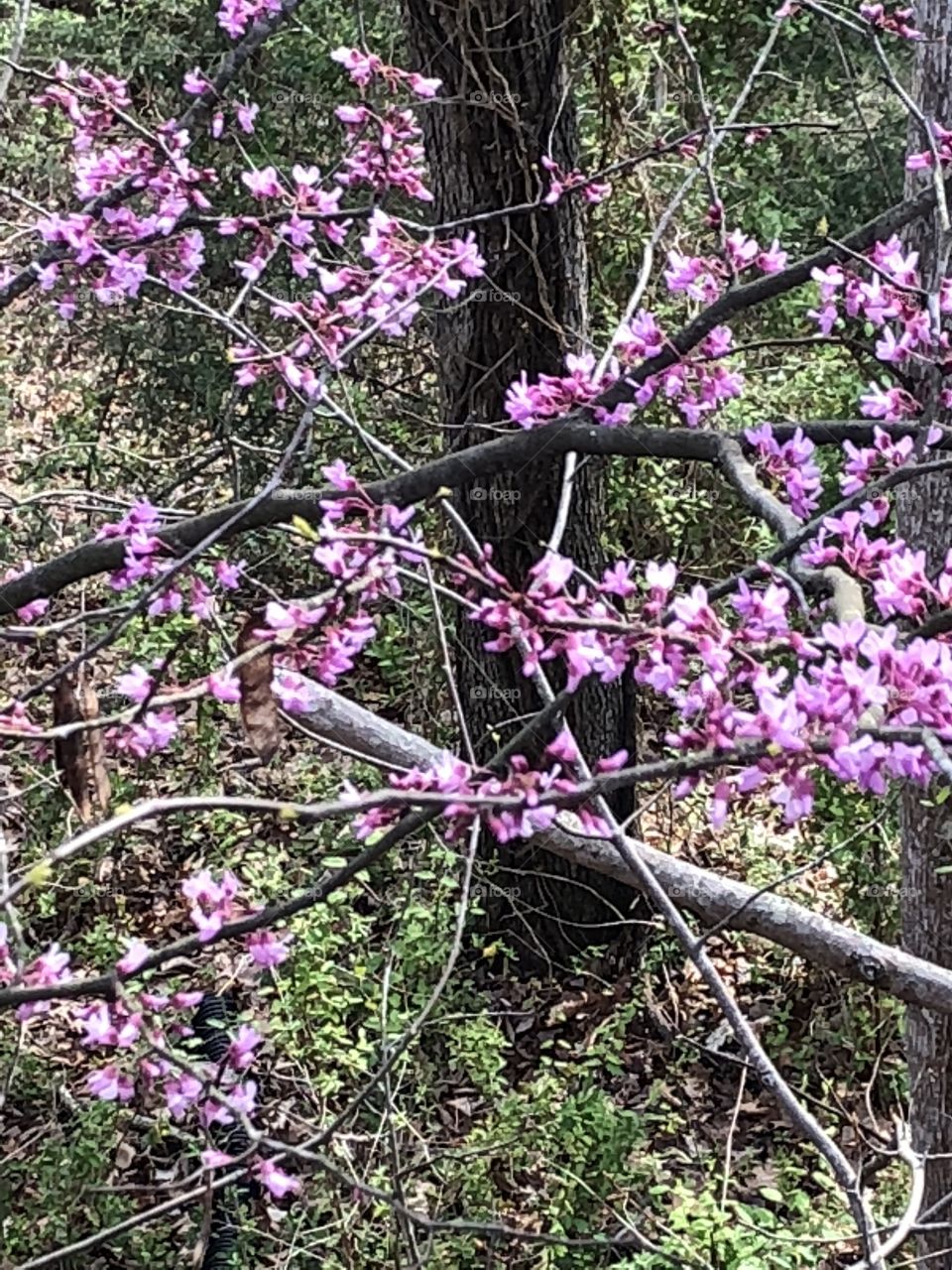 Lavender pink blossoms blooming in the Smokey Mountains. 
