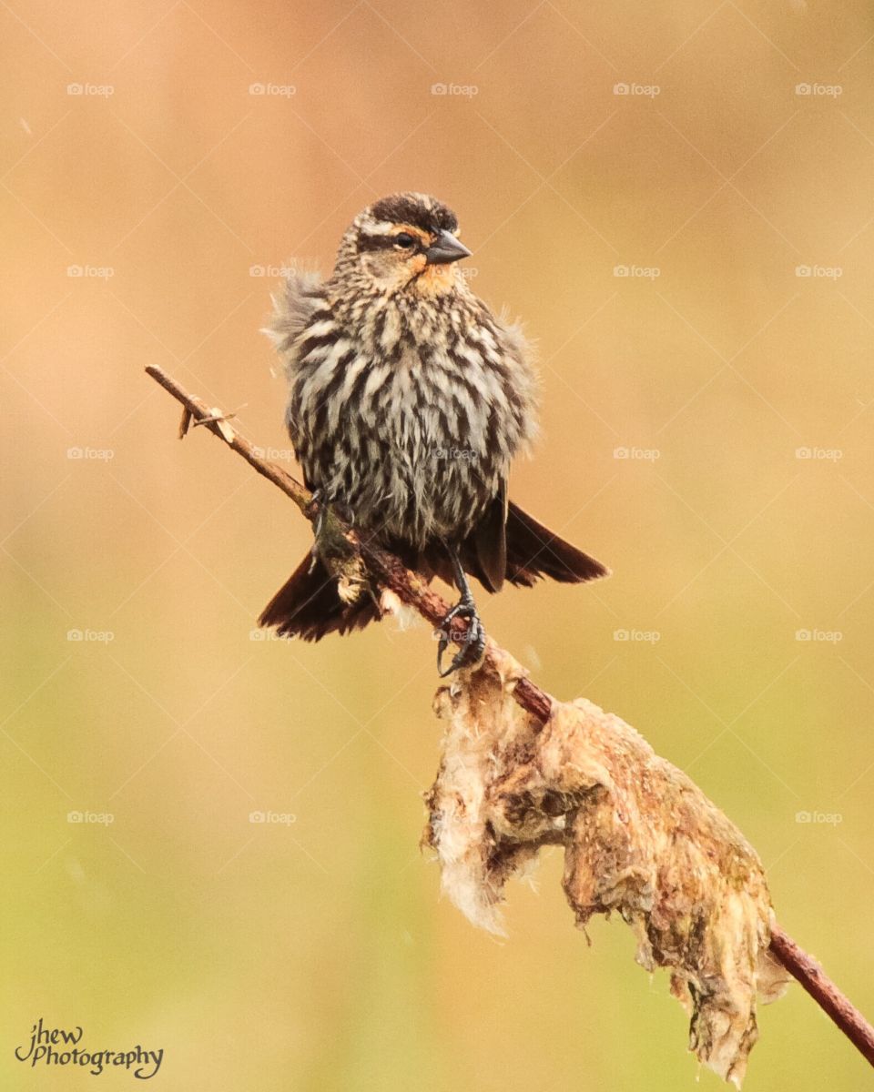 Female Red-Winged Blackbird