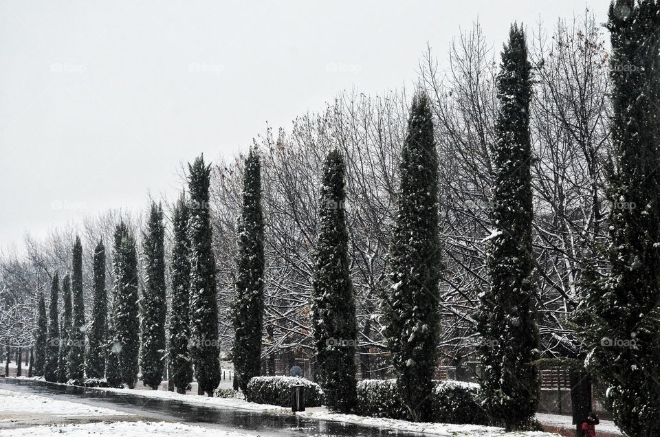 SNOWING #white #snow #trees #blackandwhite #camera #nikon #art #cemetery #walk #sadness #alone