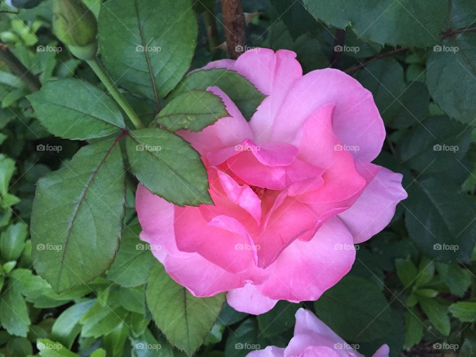 Minimalist images rose