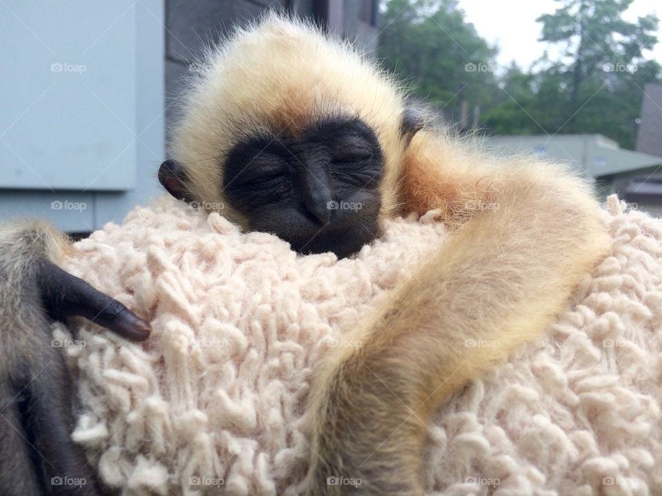 Baby White-Cheeked Gibbon - Turtle Back Zoo 