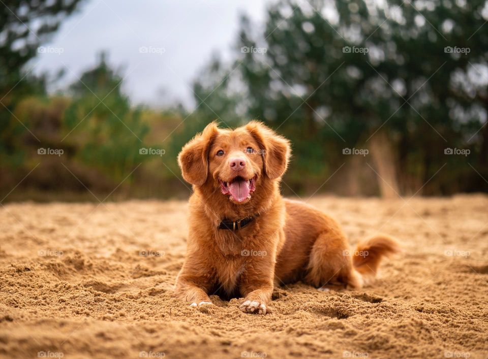 Beautiful and cute dog