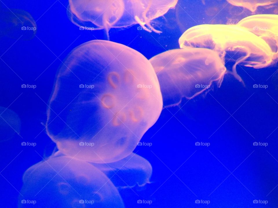 Giant jellyfish 