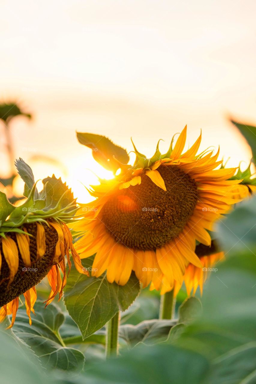 vibrant Colors Still Life