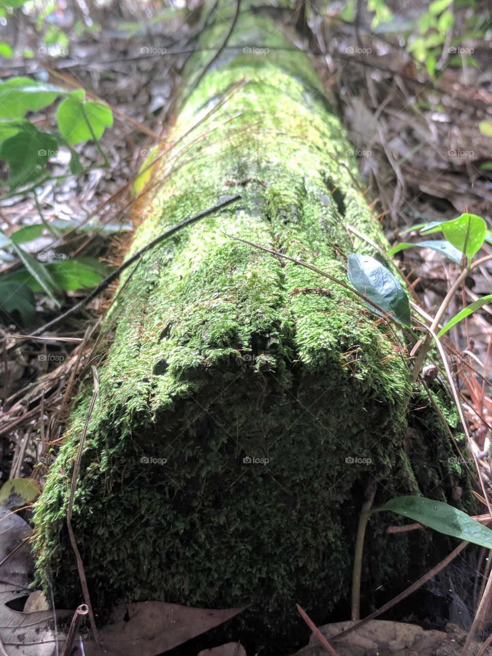 Tree Log Covered in Moss