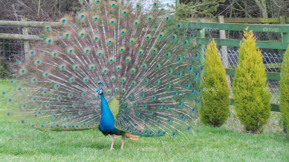 peacock in full plumming bloom