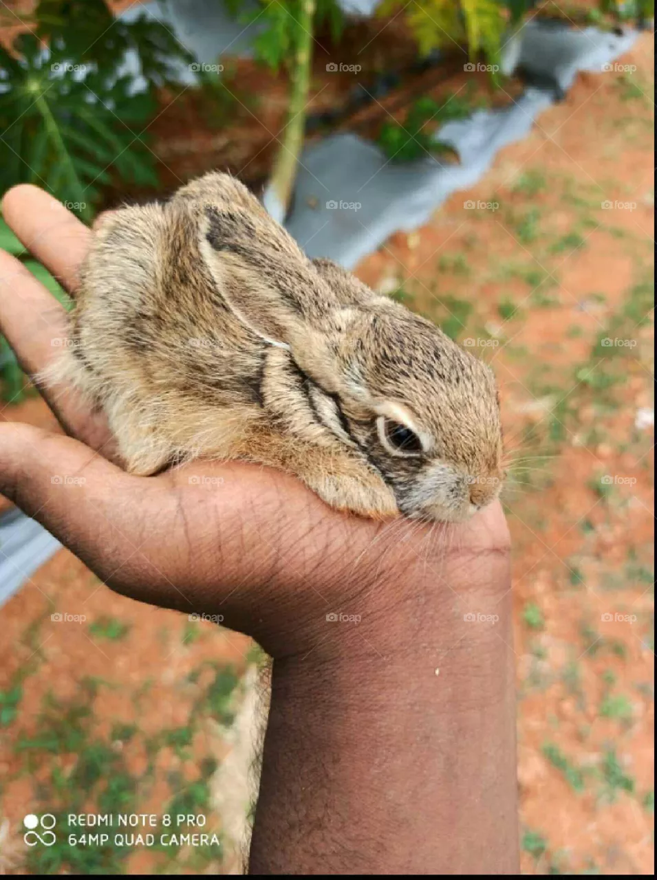Cute rabbit