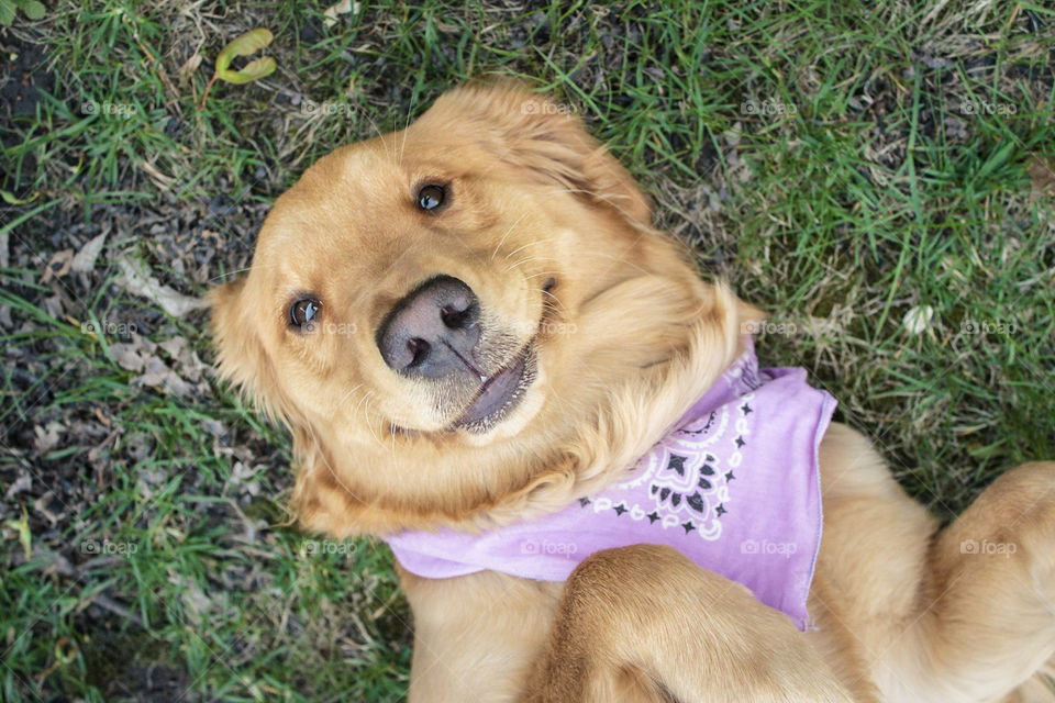 Just a smile from a golden retriever