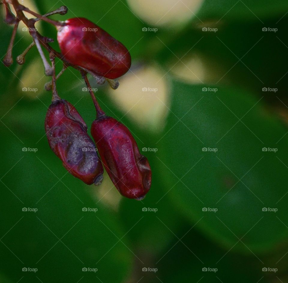 Barberry