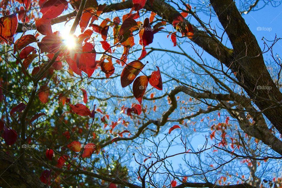 Low angle view of dogwood leaves