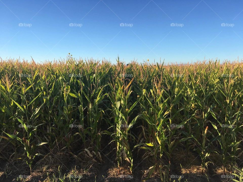 Cornfield