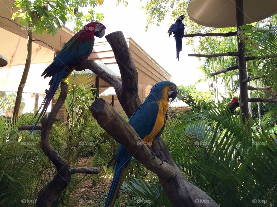 Parrots