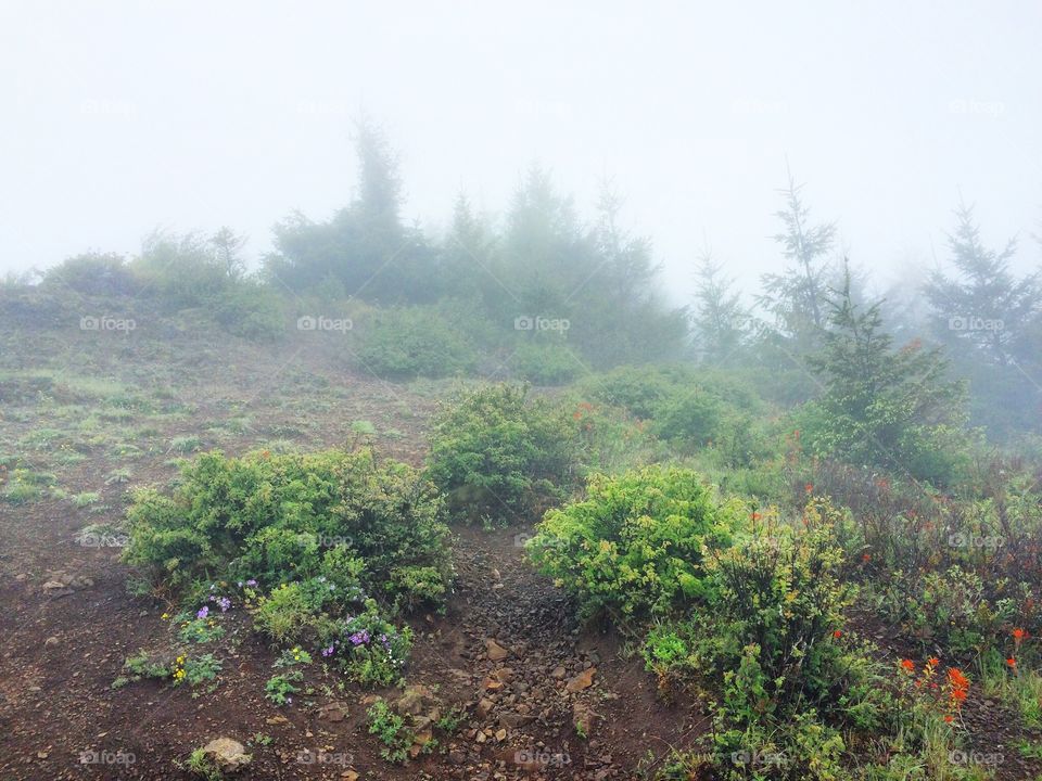 Flowers in the mist on a hike in Oregon 