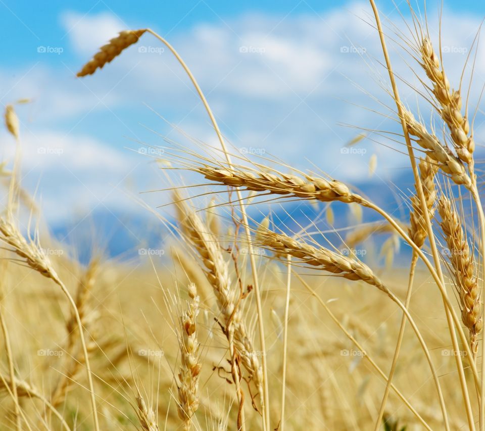wheat fields 2