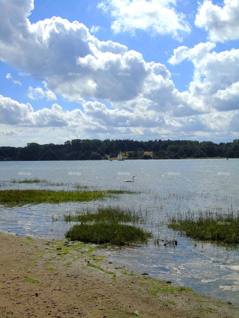 Orwell River, swan and sailboat, beautiful as postcard, UK