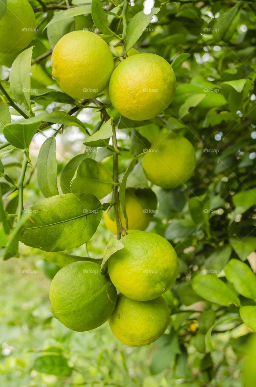 Bunch Of Key Lime