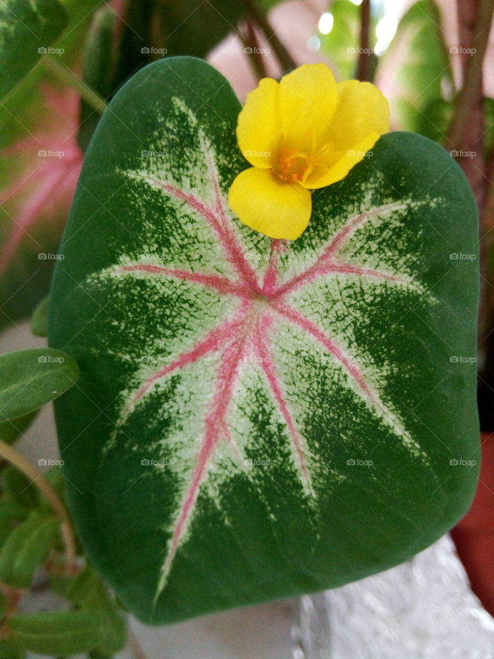 Leaf, No Person, Flora, Nature, Flower