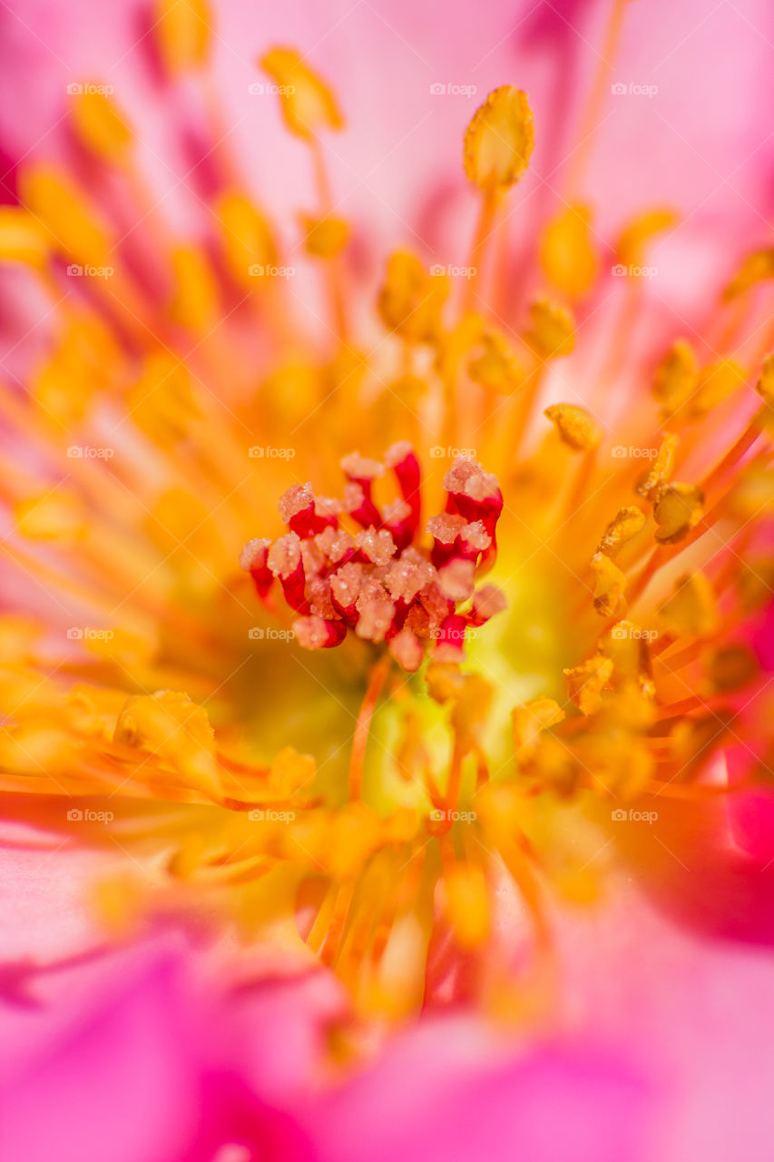 close up of the inner side of a flower