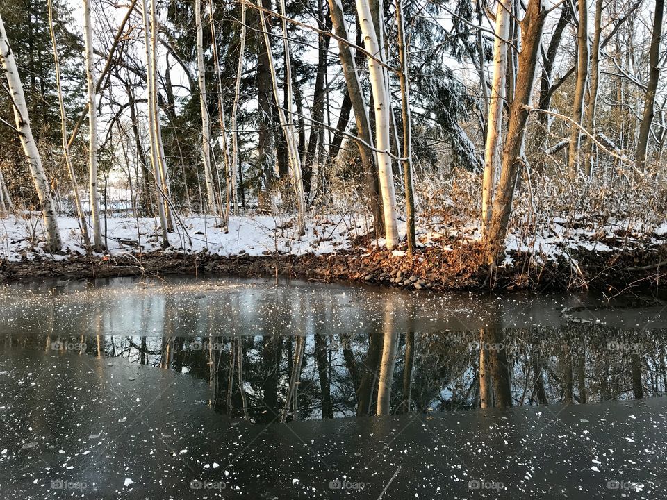 Icy pond near a snow covered tree scene