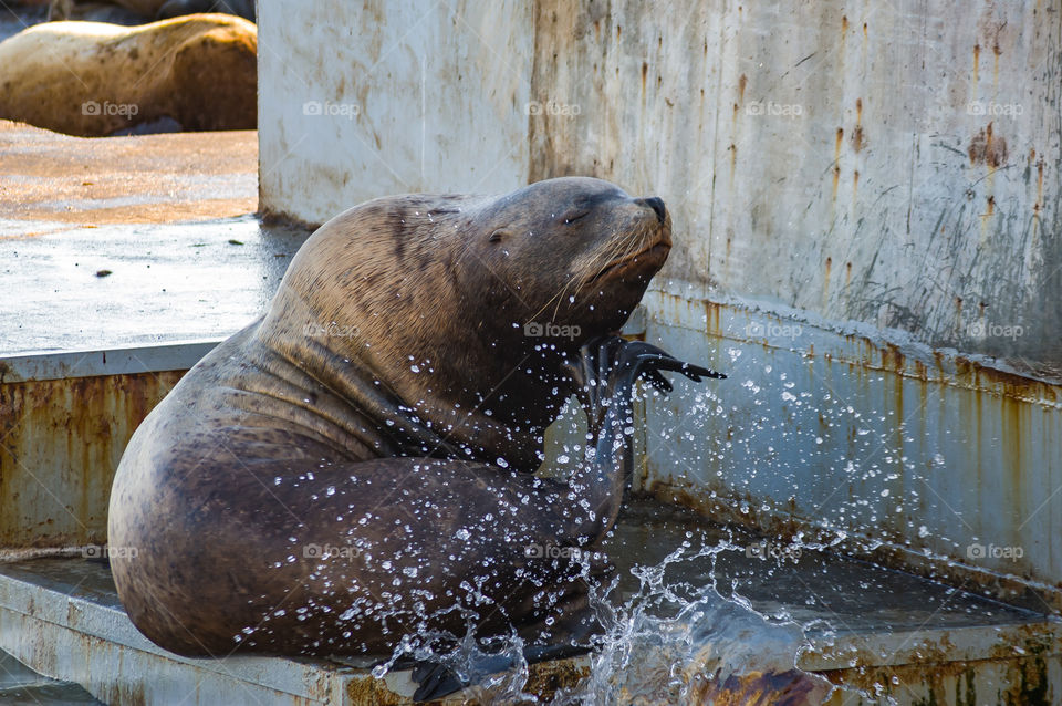 Steller's sea lion sits on the pier in an interesting, thoughtful pose, and in front of him splashes of water from pacific ocean waves fly